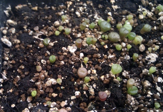 如何给石生花移苗：成年苗一年四季均可移植,播种苗2年内不可移植