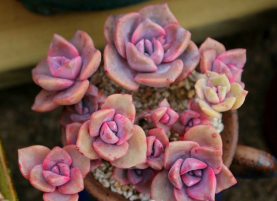 如何养殖多肉彩虹：喜阳光充足、凉爽和干燥的环境