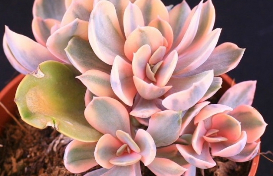 如何养殖多肉彩虹：喜阳光充足、凉爽和干燥的环境