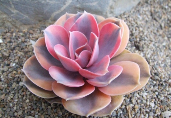 如何养殖多肉彩虹：喜阳光充足、凉爽和干燥的环境