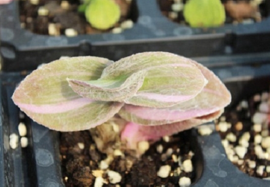 白雪姬锦的养殖办法 白雪姬锦如何养:喜欢温暖、湿润和阳光充足的环境,耐旱不耐寒