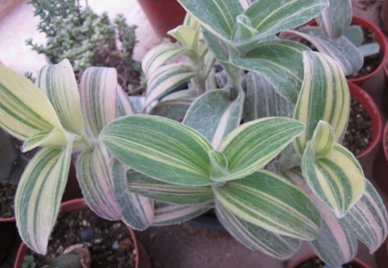 白雪姬锦 白雪姬锦如何养:喜欢温暖、湿润和阳光充足的环境,耐旱不耐寒