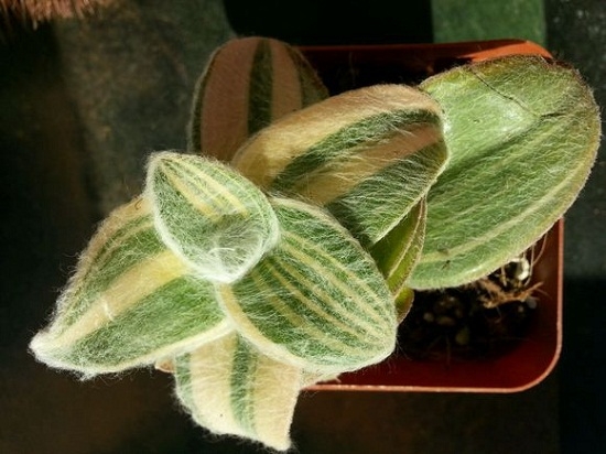 白雪姬锦 白雪姬锦如何养:喜欢温暖、湿润和阳光充足的环境,耐旱不耐寒