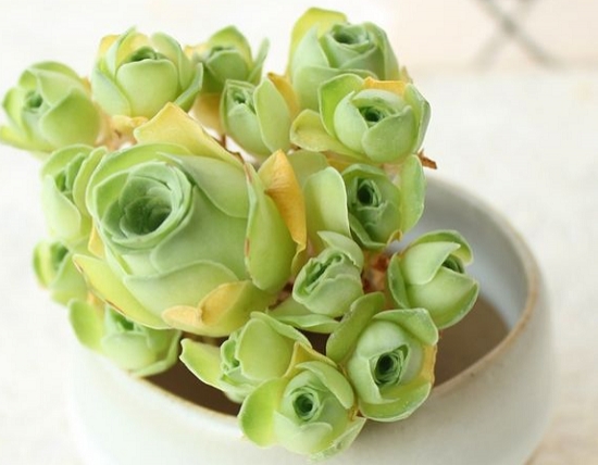 山地玫瑰的休眠期是什么时候：一般在6月份左右山地玫瑰就会陆续休眠