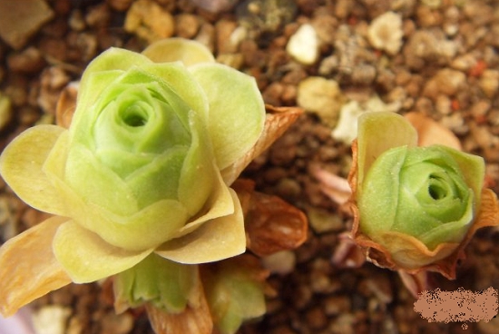 山地玫瑰的休眠期是什么时候：一般在6月份左右山地玫瑰就会陆续休眠