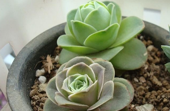 山地玫瑰的休眠期是什么时候：一般在6月份左右山地玫瑰就会陆续休眠