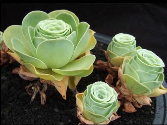 山地玫瑰的休眠期是什么时候：一般在6月份左右山地玫瑰就会陆续休眠