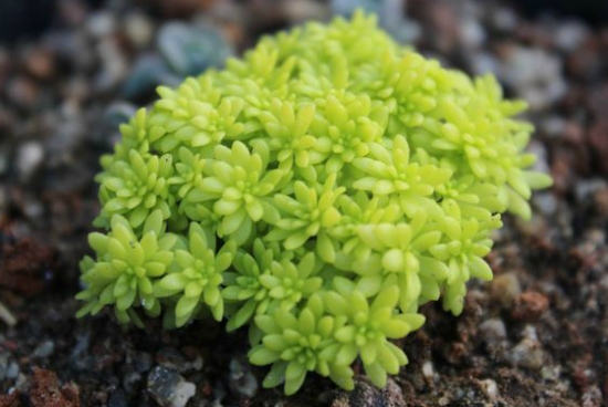 如何养殖黄金万年草：少点水，加大光照