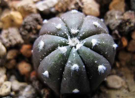 星兜 星兜的养殖办法:喜水但不能积水,忌暴晒