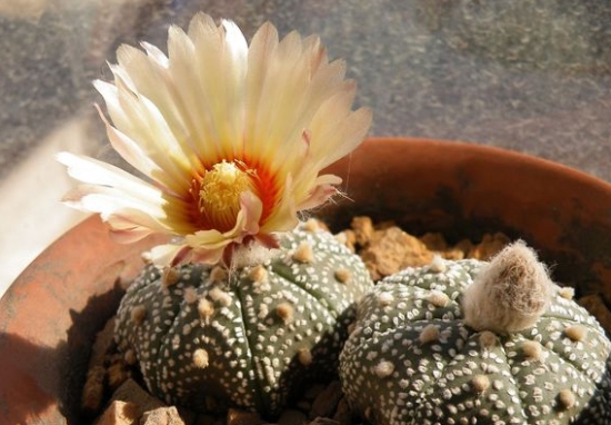 星兜开花 星兜的养殖办法:喜水但不能积水,忌暴晒