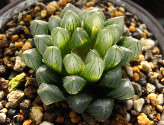 关于霓虹灯玉露的那些事：霓虹灯是非常经典的玉露种类