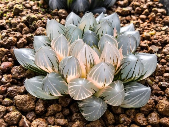 关于霓虹灯玉露的那些事：霓虹灯是非常经典的玉露种类