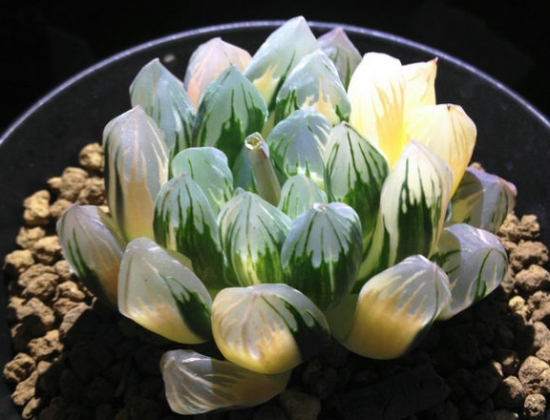 关于霓虹灯玉露的那些事：霓虹灯是非常经典的玉露种类