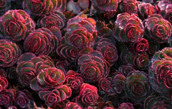 如何养殖小球玫瑰：春秋冬三季浇水可不干不浇，浇则浇透