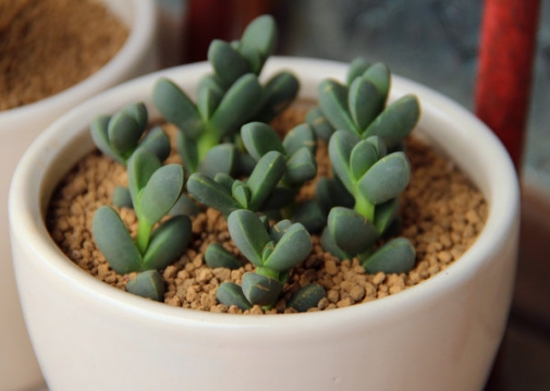 如何养殖鹿角海棠：喜温暖干燥、阳光充足的环境