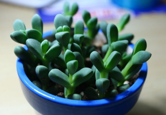 如何养殖鹿角海棠：喜温暖干燥、阳光充足的环境