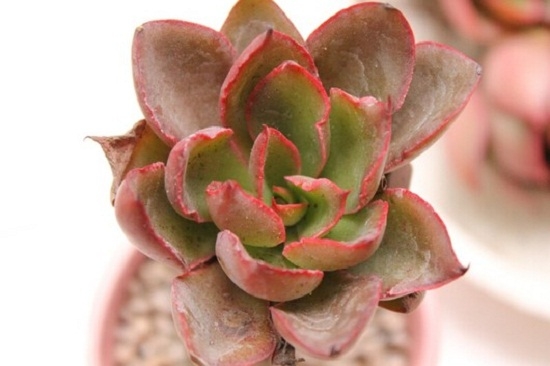 米纳斯多肉的如何养护：喜光照充足、通风干燥的生长环境