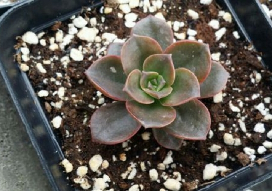 米纳斯多肉的如何养护：喜光照充足、通风干燥的生长环境