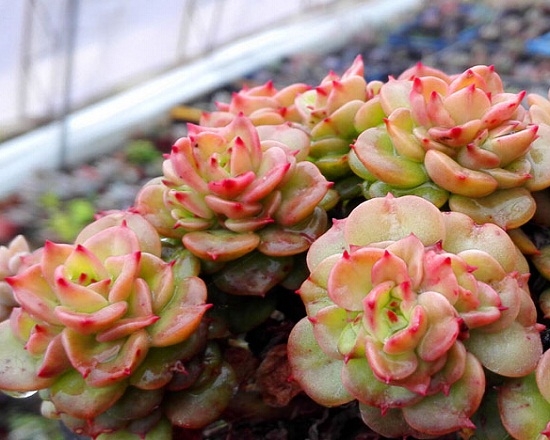 米纳斯多肉的如何养护：喜光照充足、通风干燥的生长环境