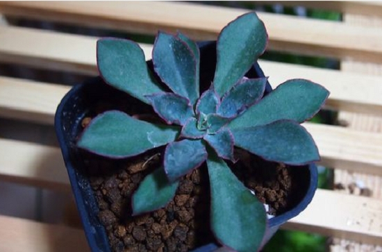 米纳斯多肉的如何养护：喜光照充足、通风干燥的生长环境