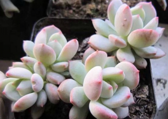 多肉植物格林的养护办法：留意通风、遮阴