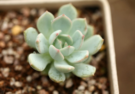 多肉植物格林的养护办法：留意通风、遮阴