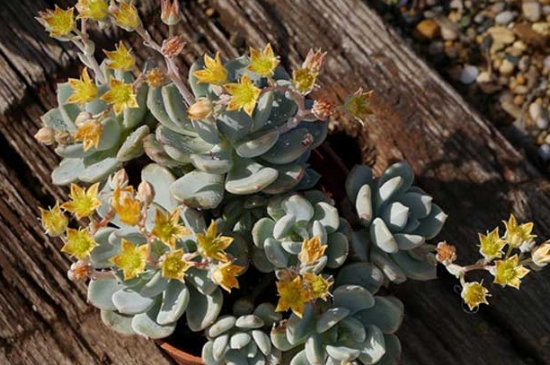 多肉植物格林的养护办法：留意通风、遮阴