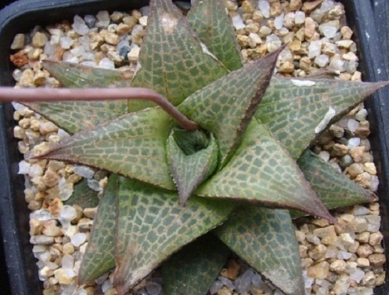 冬种型多肉分析：常见的冬种型多肉介绍（部分附图）