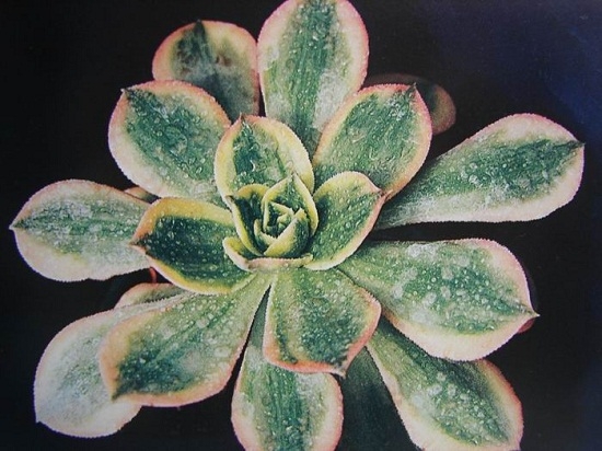 冬种型多肉分析：常见的冬种型多肉介绍（部分附图）