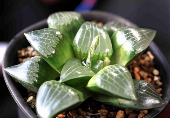 冬种型多肉分析：常见的冬种型多肉介绍（部分附图）