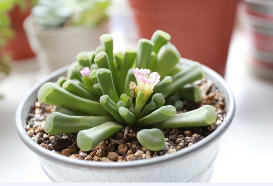 冬种型多肉分析：常见的冬种型多肉介绍（部分附图）