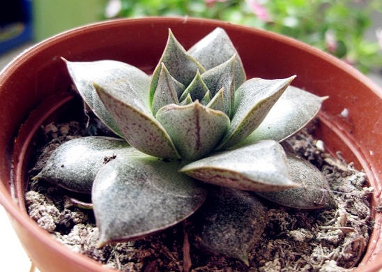 大和锦如何养殖：土壤保持偏潮即可，忌积水