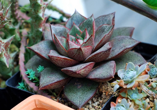 大和锦如何养殖：土壤保持偏潮即可，忌积水