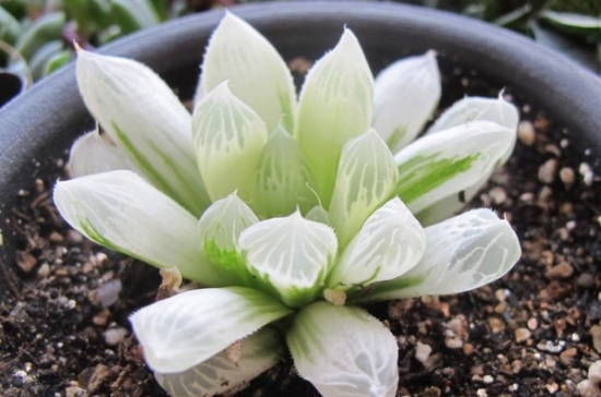 如何养殖十二卷(经验篇) 如何养殖十二卷(经验篇):通过土壤、光照、浇水、闷养讲述