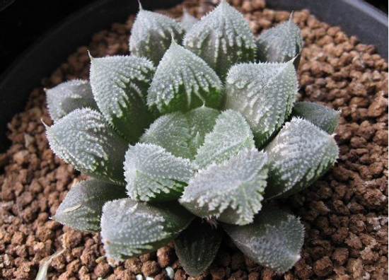 如何养殖十二卷(经验篇) 如何养殖十二卷(经验篇):通过土壤、光照、浇水、闷养讲述