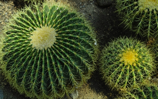 仙人球浇水要领：不能以时间来划定浇水次数