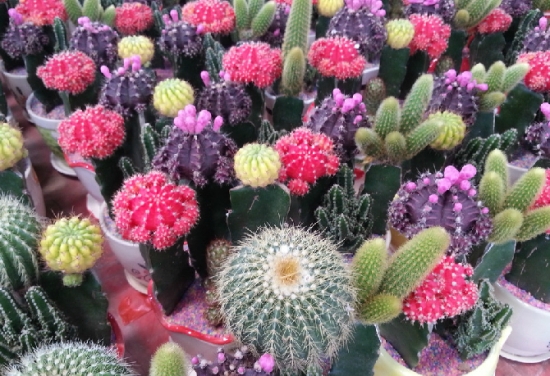 仙人球浇水要领：不能以时间来划定浇水次数