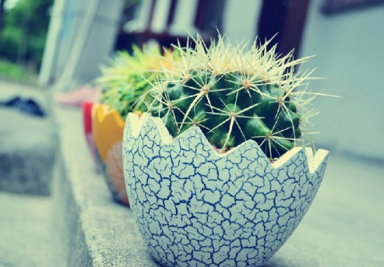 仙人球浇水要领：不能以时间来划定浇水次数