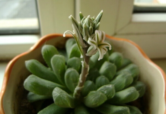 玉露会开花吗：会，但它的花不是很好看