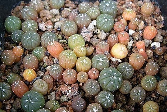 多肉种子如何保存：种子装入离心管中,放入0—6°C的冰箱中储存