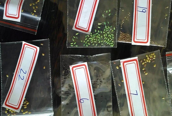 多肉种子如何保存：种子装入离心管中,放入0—6°C的冰箱中储存