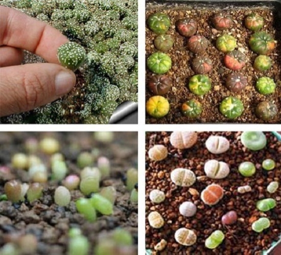 多肉种子如何保存：种子装入离心管中,放入0—6°C的冰箱中储存