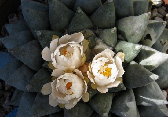 岩牡丹的播种技术：不要把种子随便一撒