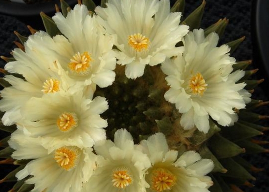 岩牡丹的播种技术：不要把种子随便一撒