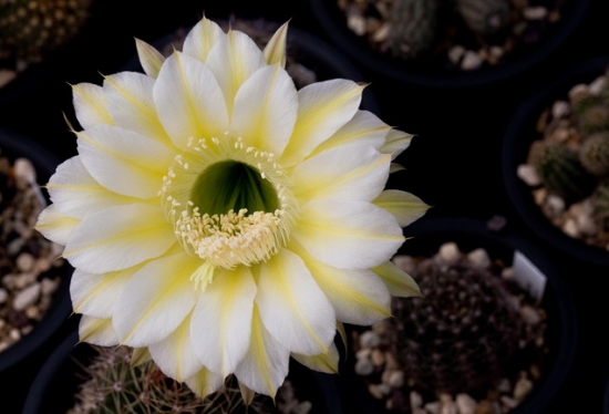 岩牡丹的播种技术：不要把种子随便一撒