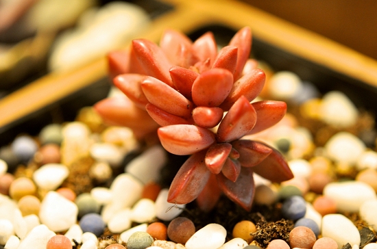 姬胧月如何度夏：掌控好遮阴、通风、控水度夏无忧