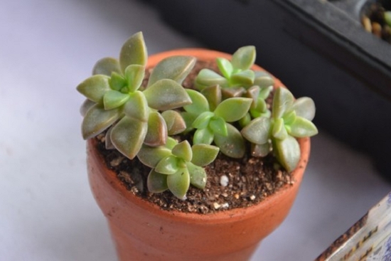 姬胧月如何度夏：掌控好遮阴、通风、控水度夏无忧