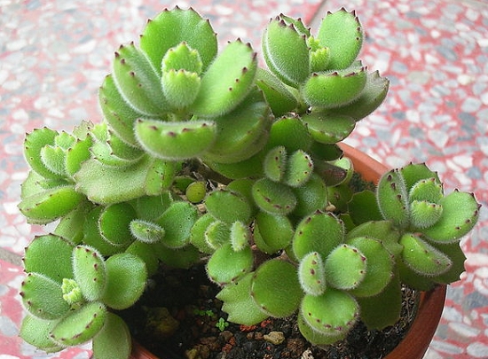 熊童子有没有种子 熊童子有没有种子:熊童子有种子,而且花友自己就可以采收