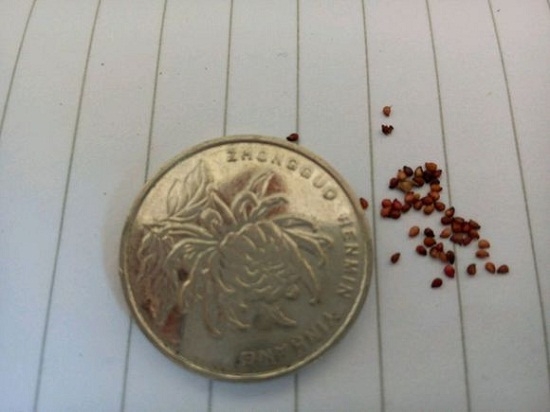 熊童子的种子 熊童子有没有种子:熊童子有种子,而且花友自己就可以采收