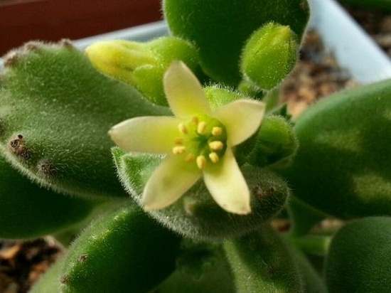 熊童子有没有种子：熊童子有种子,而且花友自己就可以采收